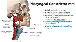 Pharyngeal Muscles LO7 - M1 Anatomy Learning Objectives