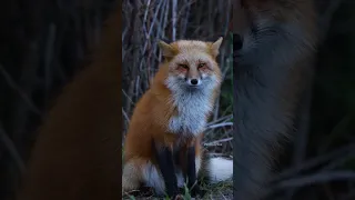 Голос рыжей плутовки🔸 Так кричит лиса | Red fox sounds