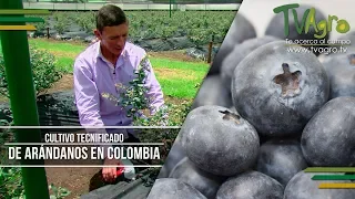 Cultivo Tecnificado de Arándanos En Colombia - TvAgro por Juan Gonzalo Angel