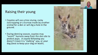 Nature and You April 2024: Coyotes with Sarah Killingsworth