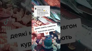 Щоб бройлер весь був живий