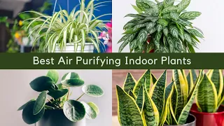 15 Best Air Purifying Indoor Plants | Indoor Plants for Clean Air