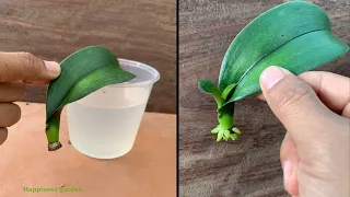 Magical water causes orchid roots to grow instantly and bloom continuously
