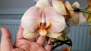 Новые Орхидеи! Карина (Африканский закат) и Нектарин. Обзор и пересадка.