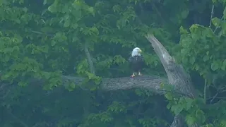 Decorah Eagles. Eagle eats breakfast on a branch - explore.org 05-29-2024