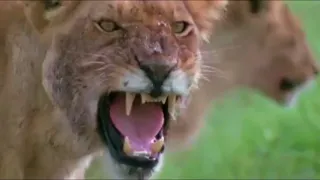 Dangers in the Wild | Lions :Spy in the Den