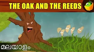 The Oak And The Reeds | Aesop's Fables In Malayalam | Animated Stories