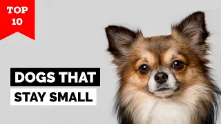 Top 10 Dog Breeds That Stay Small