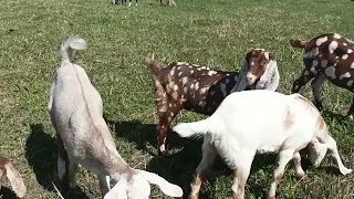 БУДНИ В УСАДЬБЕ БЕЛАЯ КОЗА🐦🌿🌸🐐