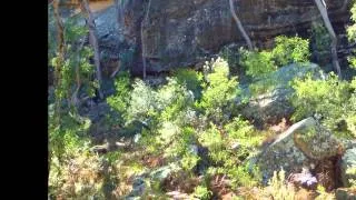 THE FANTASTIC, SCULPTURES IN THE SCRUB.  Pilliga region, NSW.