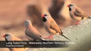 Long Tailed Finch, Mataranka, Northern Territory, Australia