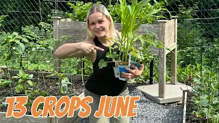 LAST CHANCE-13 Crops You MUST Plant In June No Matter Where You Live