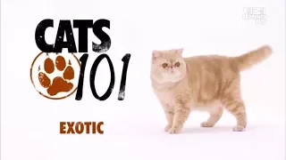 Экзотическая короткошерстная кошка 101Kote.ru Exotic 101Cats
