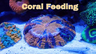 Coral Feeding Timelapse, Donut Coral, Acanthrophyllia Eating
