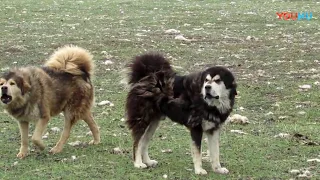 Native Tibetan Mastiff  in Tibet by ZhongChen