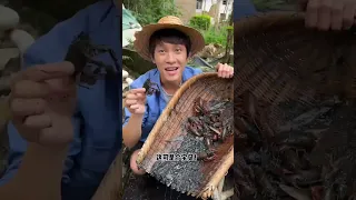 Release the spicy crayfish | Chinese Mountain Forest Life and Food #Moo Tik Tok#FYP