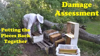 Bee Hive Versus Tree Follow-Up | Rescuing Bees