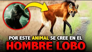 El 99% de la gente NO CONOCE  a este ANIMAL | El lobo de Crin