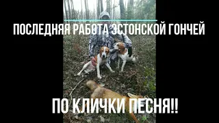 Последняя работа Эстонской гончей по клички ПЕСНЯ!!!