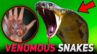 TOP 10 MOST VENOMOUS SNAKES IN THE WORLD
