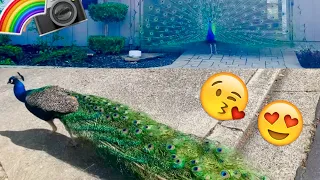 PEACOCK DANCE 🤗 Peacock opens feathers to attract peahen🦚Peacock Walks under the sun🌞Indian peafowl💚