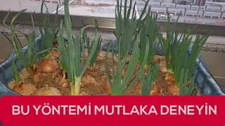 Balkonda Taze Soğan Yetiştirme, Talaşta Soğan Yetiştirme