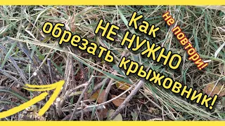 Как НЕПРАВИЛЬНО обрезать крыжовник! Ошибки. Выводы.