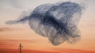 L'INCREDIBILE VOLO DELLO STORMO DI UCCELLI | Amazing starlings murmuration of birds