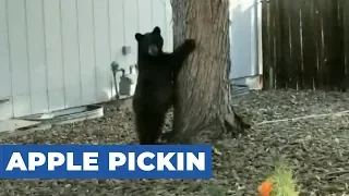 Black Bear and Cubs Climb Tree to Pick Apples