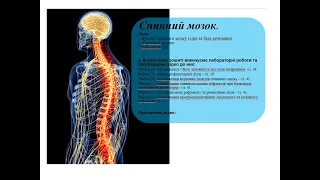 Анатомія та фізіологія людини - 10.2.  Рефлекторна функція спинного мозку