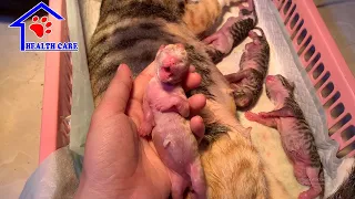 Trying to be mom for 4 baby newborn kittens – God please help these little kitten!