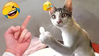 😘😹 Try Not To Laugh Dogs And Cats 🤣😘 New Funny Animals 2024 # 17