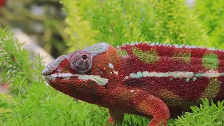 Chameleon 4K ULTRA HD HDR VIDEO 2160P 60FPS #8K #4K 1080p