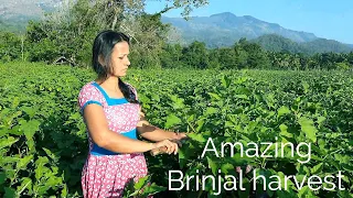 Brinjal Moju | Ladies finger salad | Okra Salad Recipe with English Subtitles by Life in Village