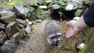 the raccoon with chewed ear shakes hands