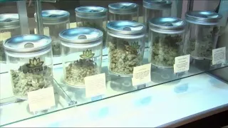 3 City Council members get earful about decriminalizing pot