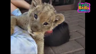 Cutest Lion Cubs Playing With Human - Cute Baby Animals