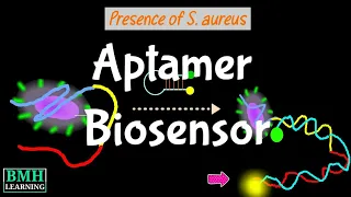 Aptamer Biosensor | Aptamer Based Biosensors | Aptasensors |