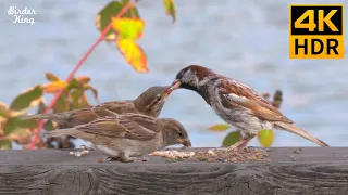 Cat TV for Cats to Watch 😺📺 Cute Baby Sparrows, Pigeons, and Squirrels 🐦 8 Hours(4K HDR)