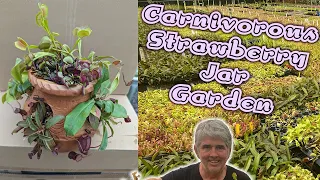 Creating Carnivorous Strawberry Jar Gardens