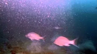 Dry Tortugas Red Snapper underwater video