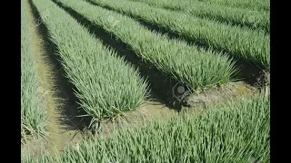 La Cebolla de la Montaña - TvAgro por Juan Gonzalo Angel