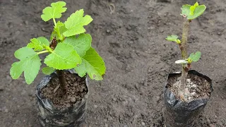 Como Hacer Esqueje De Higuera || El mejor método - Huerto Organico