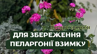 ЗБЕРЕЖЕННЯ ПЕЛАРГОНІЙ ВЗИМКУ🌸//ЛЕГКЕ РОЗМНОЖЕННЯ #квітидлясаду #квіти  #герань  #пеларгонии