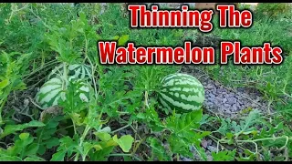 Thinning Out The Watermelon