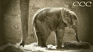 🐘 Can Baby Elephants Walk from Birth? (Part Seven) These little Ellies Are Too Cute to Believe!