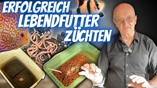 Wertvolle Tipps zur erfolgreichen Lebendfutter Zucht für eure Fische I Fred Rosenau