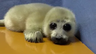 Huge Eyed Baby Seal