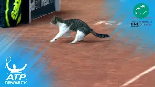 Cat invades tennis court, nearly gets hit! | Rome 2018