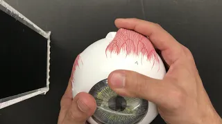 Human Anatomy and Physiology Eye Anatomy Demonstration